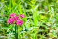 Swamp Milkweed Royalty Free Stock Photo