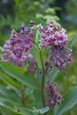 Swamp Milkweed Wildflower Asclepias incarnata, Asclepias speciosa