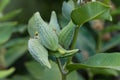 Swamp Milkweed Wildflower Asclepias incarnata, Asclepias speciosa