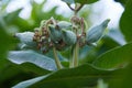 Swamp Milkweed Wildflower Asclepias incarnata, Asclepias speciosa