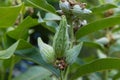 Swamp Milkweed Wildflower Asclepias incarnata, Asclepias speciosa