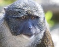 Swamp Monkey Royalty Free Stock Photo