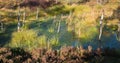 Swamp in the moorlands with green hassocks, surrounded by heather plants