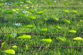 Swamp Morning Glory,Ipomoea aquatica Forsk.