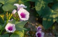 Swamp morning glory, Thai water convolvulus, Morning glory, Water spinach, Water morning glory, Swamp cabbage