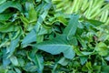 Swamp morning glory or water spinach, close up of fresh morning glory background, raw organic green vegetable