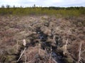 Swamp and moss in spring. This is what a swamp looks like when the snow melts. Details