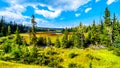 Swamp near Lac Le Jeune Road by Kamloops, British Columbia, Canada Royalty Free Stock Photo