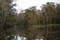 Swamp near New Orleans, Louisiana