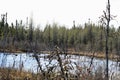 Swamp in north Saskatchewan