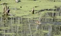 Swamp and nutria rat Royalty Free Stock Photo