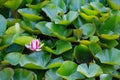 Swamp nymphal lily and green leaves Royalty Free Stock Photo