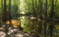 swamp in the old growth bottomland hardwood forest in Congaree National park in South Carolina Royalty Free Stock Photo