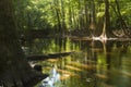swamp in the old growth bottomland hardwood forest in Congaree National park in South Carolina