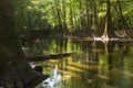 swamp in the old growth bottomland hardwood forest in Congaree National park in South Carolina Royalty Free Stock Photo