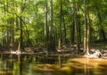 swamp in the old growth bottomland hardwood forest in Congaree National park in South Carolina Royalty Free Stock Photo