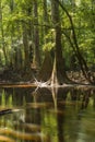 swamp in the old growth bottomland hardwood forest in Congaree National park in South Carolina Royalty Free Stock Photo
