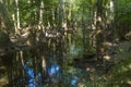 swamp in the old growth bottomland hardwood forest in Congaree National park in South Carolina Royalty Free Stock Photo