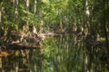 swamp in the old growth bottomland hardwood forest in Congaree National park in South Carolina Royalty Free Stock Photo