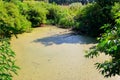 Swamp overgrown with duckweed in green forest Royalty Free Stock Photo