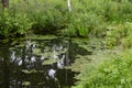 A swamp overgrown with green duckweed, a natural forest swamp, a lot of grass water and a dense young forest Royalty Free Stock Photo