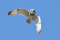 The swamp owl Asio flammeus slowly flies above the ground and searches for prey.