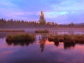 Swamp with peaceful water level in mysterious forest, young tree on island in middle. Fresh green color of herbs and grass