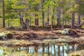 Swamp in the pine forest Royalty Free Stock Photo