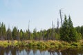 A swamp among a pine forest. Reflection of trees in the water Royalty Free Stock Photo