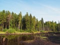 A swamp among a pine forest. Reflection in the water. Sunlight. Forest landscape Royalty Free Stock Photo