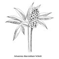 The swamp plant Arisaema dracontium