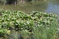 Swamp Plants at Lake Hula, Israel Royalty Free Stock Photo