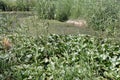 Swamp Plants at Lake Hula, Israel Royalty Free Stock Photo