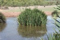 Swamp Plants at Lake Hula, Israel Royalty Free Stock Photo