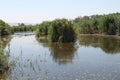 Swamp Plants at Lake Hula, Israel Royalty Free Stock Photo