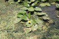 Swamp Plants at Lake Hula, Israel Royalty Free Stock Photo