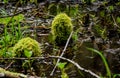 Swamp plants, mosses and ferns in a damp forest. United States
