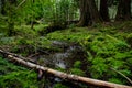 Swamp plants, mosses and ferns in a damp forest. Washington State