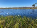 swamp plants and wind