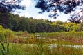 Swamp in Poland Royalty Free Stock Photo
