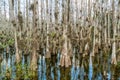 Cypress swamp along Loop Road in Big Cypress National Reserve, E Royalty Free Stock Photo