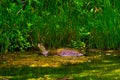 Swamp Pond Slider River Turtle, Okefenokee Swamp National Wildlife Refuge Royalty Free Stock Photo