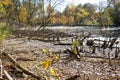 A swamp with protruding stumps of trees and bushes of black color in the background light of the sun on a clear sunny day. Nature Royalty Free Stock Photo