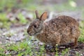 Swamp Rabbit snacks on some grass Royalty Free Stock Photo