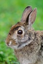 Swamp Rabbit, Swamp Hare,(Sylvilagus aquaticus), Royalty Free Stock Photo