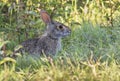 Swamp rabbit Sylvilagus aquaticus, Brazos Bend state park Royalty Free Stock Photo