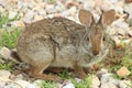 Swamp Rabbit Royalty Free Stock Photo