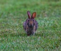 Swamp rabbit (Sylvilagus aquaticus) in green grass