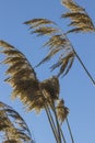 Swamp reeds against the blue sky