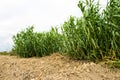 swamp reeds or (albus) or grass. A group of swamp herd